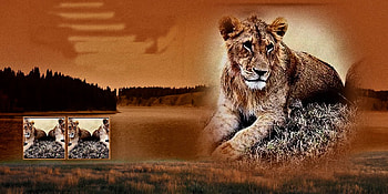 Lion In The Mist, african lion, lion in the bush, lion, lions HD wallpaper