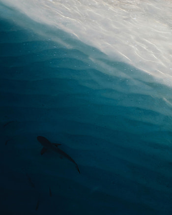 Animals, Water, Coast, Shark HD phone wallpaper