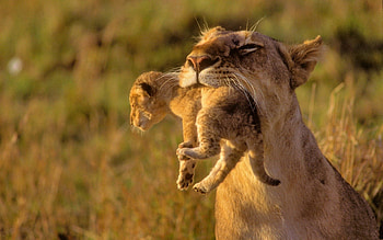 Animals, Grass, Young, Lioness, Care, Joey HD wallpaper