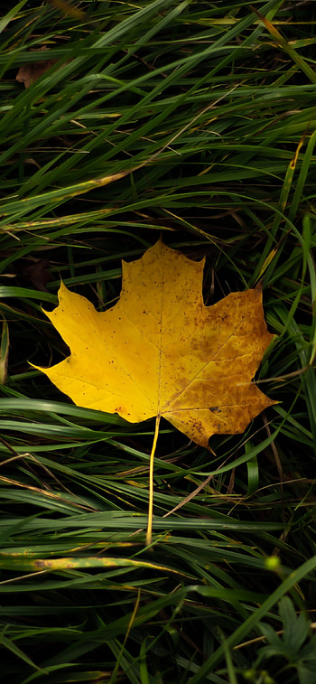 nature, leaf HD phone wallpaper