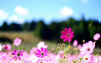 Cool Flowers Backgrounds: Pink Flowers High Definition . HD wallpaper