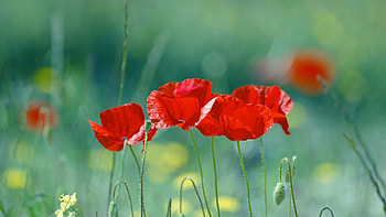 Flowers, Poppies, Stem, Stalk HD wallpaper