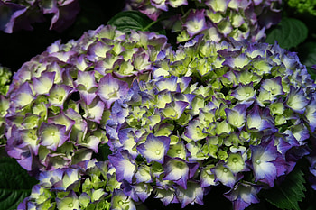 Hydrangea macrophylla, Beautiful, pretty, flowering plant, Colorful, lovely HD wallpaper