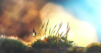 Drops, moss, grass, close up HD wallpaper