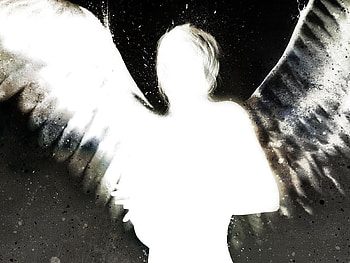 Abstract, Feather, Angel, Look, Appearance HD wallpaper