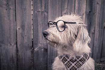 Animals, Dog, Spectacles, Glasses, Handkerchief, Kerchief HD wallpaper