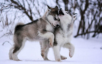 Alaskan Malamute, Dogs HD wallpaper