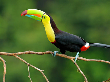 Keel billed toucan, Vibrant , Tropical beauty, Stunning colors HD wallpaper