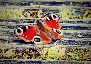 Patterns, Macro, Butterfly, Wings HD wallpaper