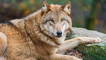 Animal, Wolf, Wolves HD wallpaper