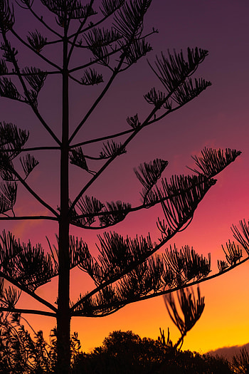 Sunset, Twilight, Dark, Silhouette, Wood, Tree, Branches, Dusk HD phone wallpaper
