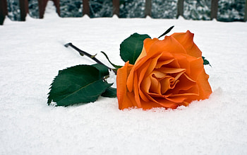 Plants, Flowers, Roses HD wallpaper