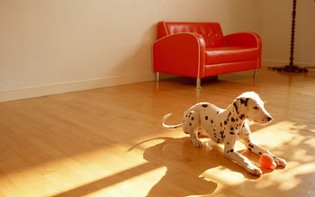 Animals, Dog, Toy, Ball, Room, Dalmatian, Dalmatians, Floor HD wallpaper