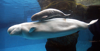 Beluga Whale, Graceful oceanic creature, Captivating aquatic beauty, White aquatic mammal HD wallpaper