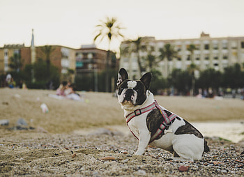 Animals, Stones, Sand, Dog, Is Sitting, Sits, Bulldog HD wallpaper
