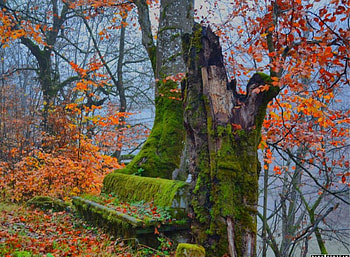 Forest bench, autumn, bench, Forest, moss HD wallpaper