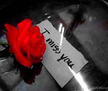 missing, rose, miss, day, flower HD wallpaper