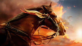War Horse, resolution, Stunning ry, Visual spectacle HD wallpaper