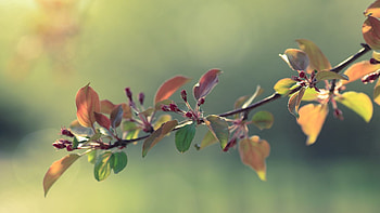 Flowers, Grass, Leaves, Macro, Branch, Apple Tree HD wallpaper