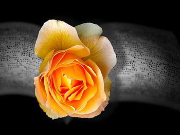 Tassel of a Book, rose, book, tassel, flower HD wallpaper