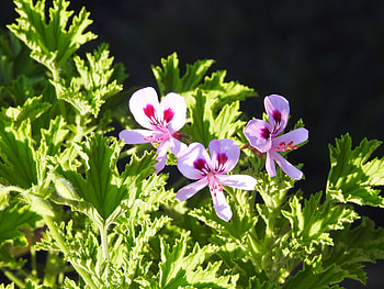 Sunshine On Pink Petals, graphy, Summer, Flowers, Citronela Plant, Nature HD wallpaper