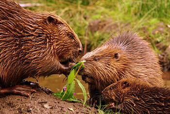 Family, Beavers HD wallpaper