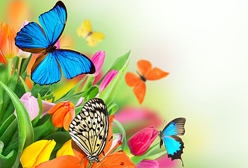 Butterfly, Moth, Flowers, Nature, College HD wallpaper