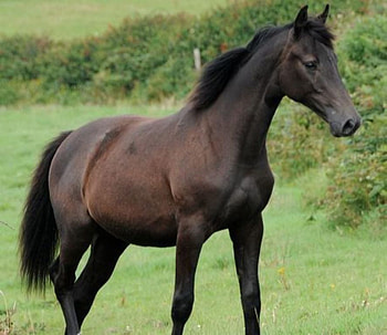 Brown Horse, horse, stallion, animals, cavalo HD wallpaper
