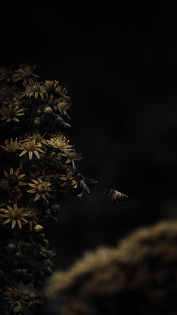 Flowers, Insects, Bees, Macro HD phone wallpaper