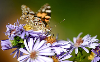 Flowers, Macro, Pattern, Butterfly, Wings, Shallow, Small HD wallpaper