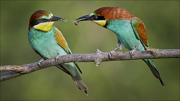 European bee-eater, bee-eater, Animal, european bee-eater HD wallpaper