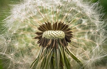 Macro, Close-Up, Dandelion, Fluff, Fuzz HD wallpaper