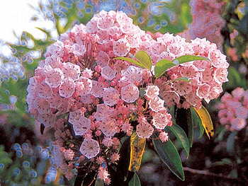Beautiful Flowers, pink, beautiful, flowers HD wallpaper
