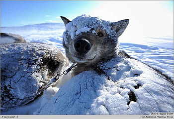 Dog in Snow, dog, cool, in snow HD wallpaper