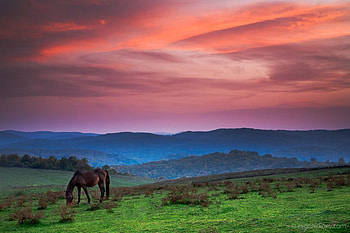 Horse sunset, mist, graphy, animals, horese, bulgaria, sky, sunset, mountain HD wallpaper