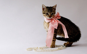 Animals, Decorations, Kitty, Kitten, Beads, Beautiful, Bow HD wallpaper