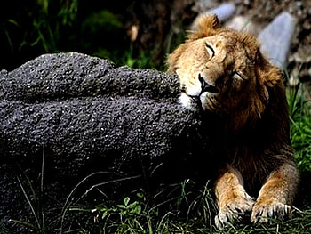 LION SWEETHEART, sweet, sunshine, stone, grass, lion, wild, slreep HD wallpaper