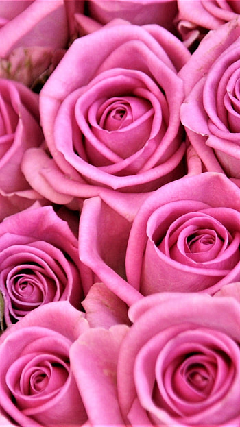 close-up, flower, pink flower, nature, rose HD phone wallpaper
