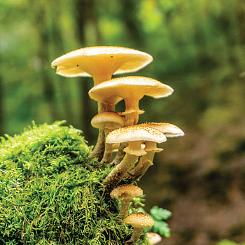 Wild mushroom foraging, recoil offgrid HD phone wallpaper