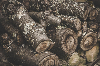 Miscellanea, Miscellaneous, Wood, Tree, Firewood, Bark HD wallpaper