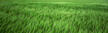 Flowers Dual Screen, nature, flowers, dual HD wallpaper