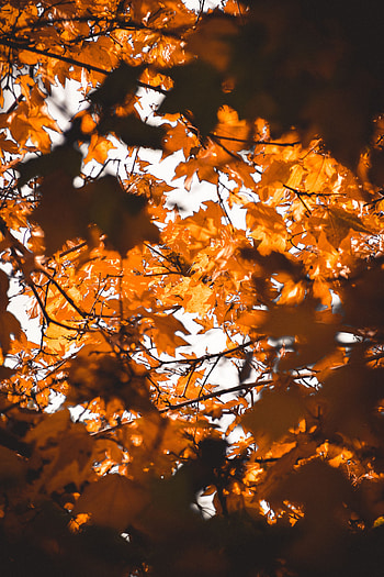 Nature, Autumn, Leaves, Blur, Smooth, Branches HD phone wallpaper
