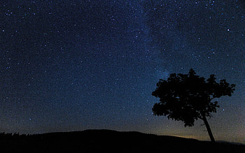 Nature, Stars, Night, Silhouette, Wood, Tree, Starry Sky HD wallpaper
