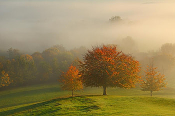 Autumn Morning, mist, morning, autumn, beautiful, grass, tree HD wallpaper