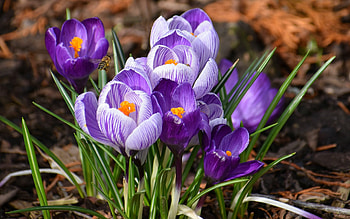 Crocuses, purple, flowers, macro, bee HD wallpaper