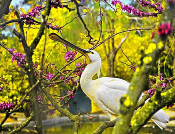Resting, spoonbill, pink, white, pretty, yellow, trees, blossom HD wallpaper