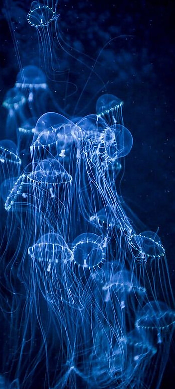 LoveLife, art, blue, jellyfish HD phone wallpaper