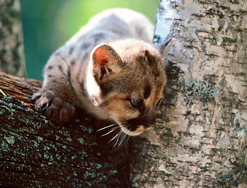 Baby Wildcat, ocelot, wildcat, tree HD wallpaper