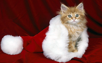 Animals, Holidays, Cats, New Year, Christmas, Xmas HD wallpaper