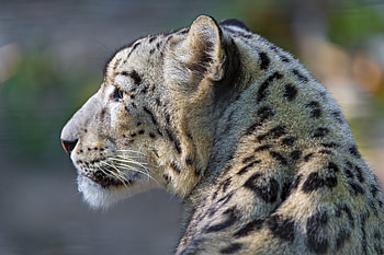 Animals, Snow Leopard, Sight, Opinion, Profile HD wallpaper